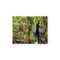Bird In Swamp - Wildlife Metal Photography Print (Anhinga)
