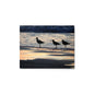 Three Birds at Sunset - Metal Photograph Print
