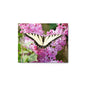Swallowtail Butterfly - Metal Photograph Print