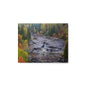 Fall forest - Metal Photograph Print