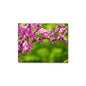 Redbud Tree Flowers - Metal Photography Print (8x10")