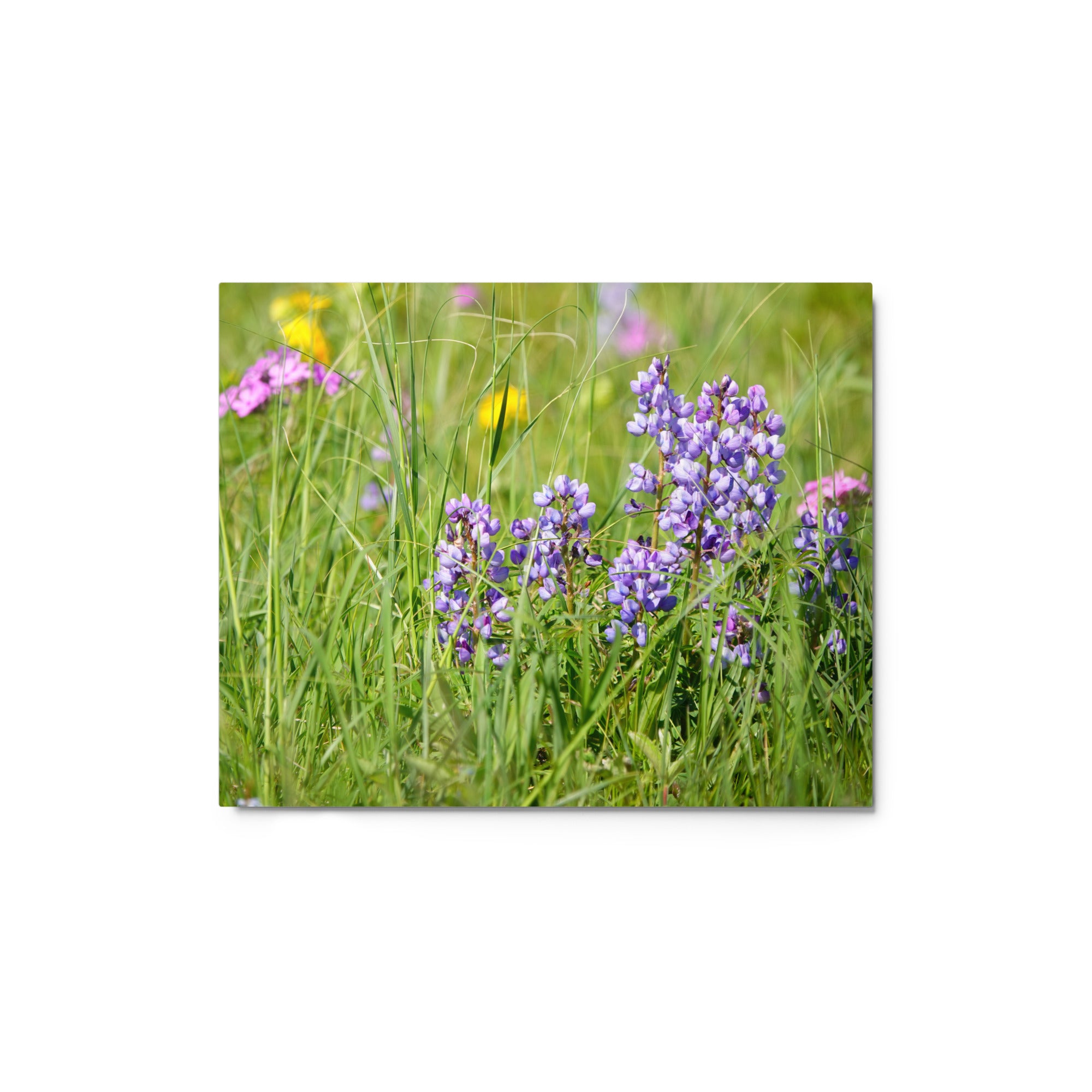 Purple Wildflowers - 8 x 10" Premium Metal Print