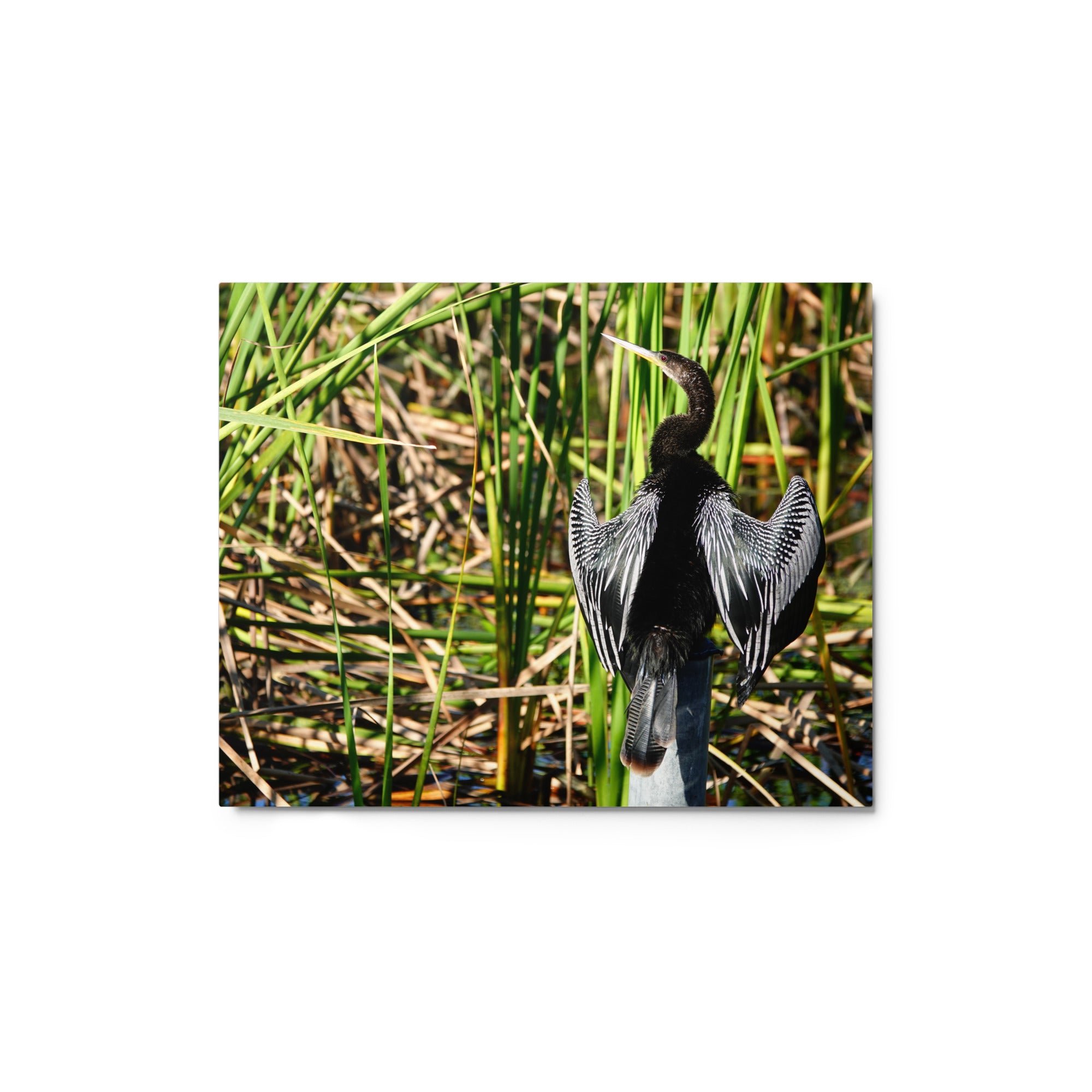 Bird In Swamp - Wildlife Metal Photography Print (Anhinga)