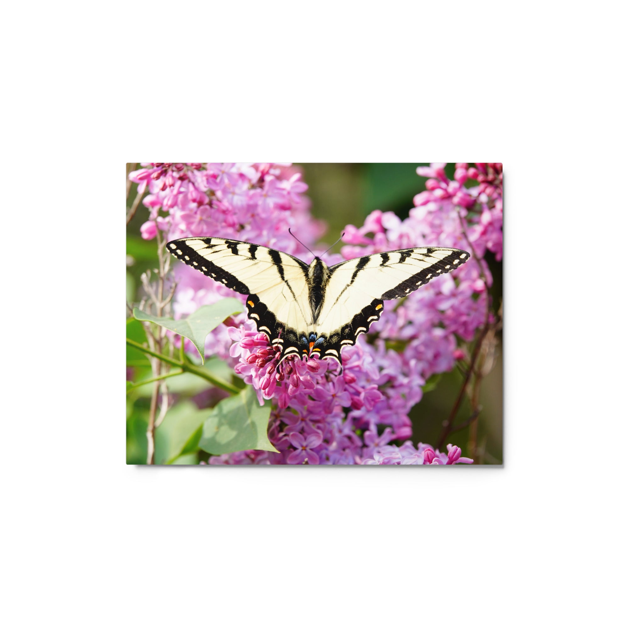 Swallowtail Butterfly - Metal Photograph Print