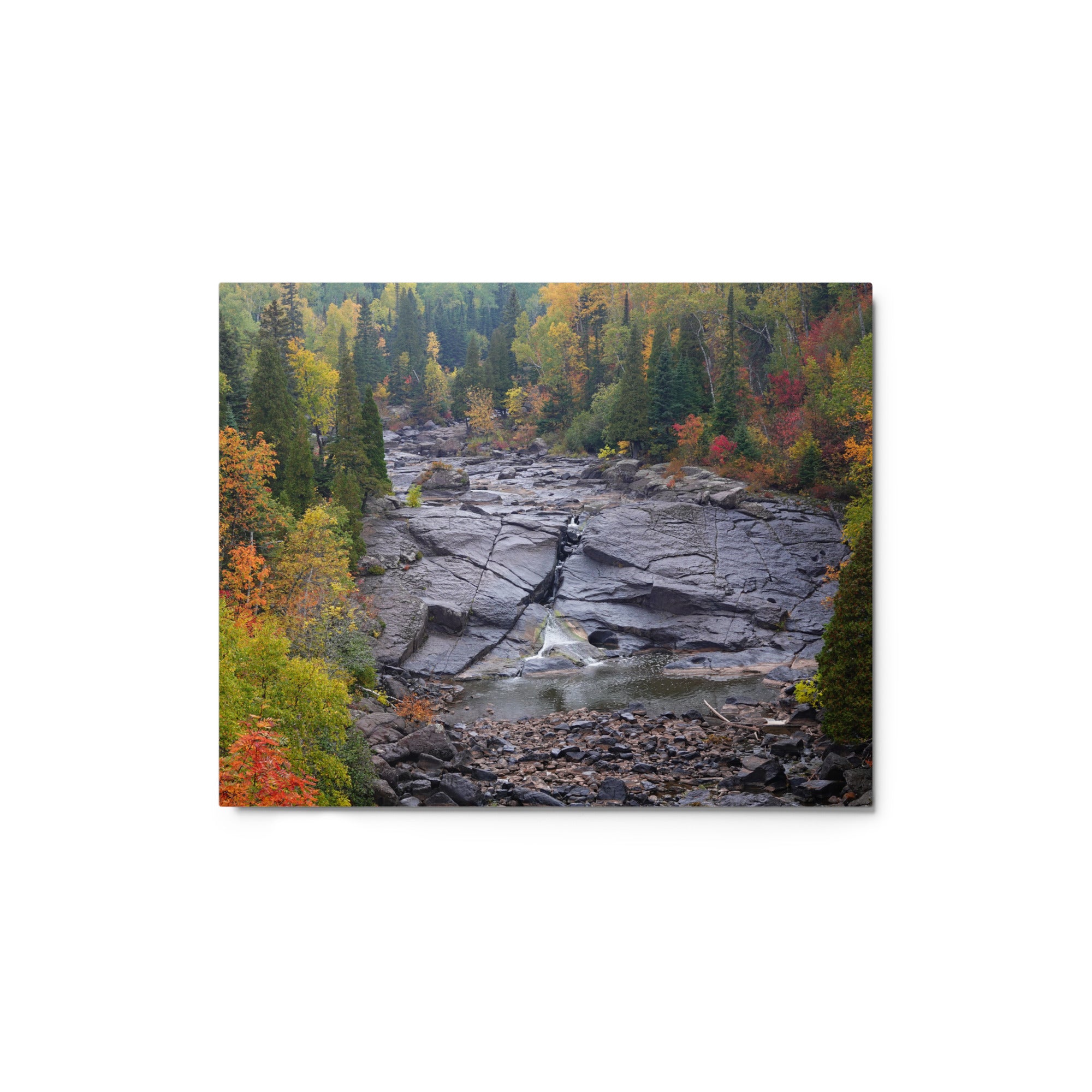 Fall forest - Metal Photograph Print