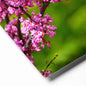 Redbud Tree Flowers - Metal Photography Print (8x10")